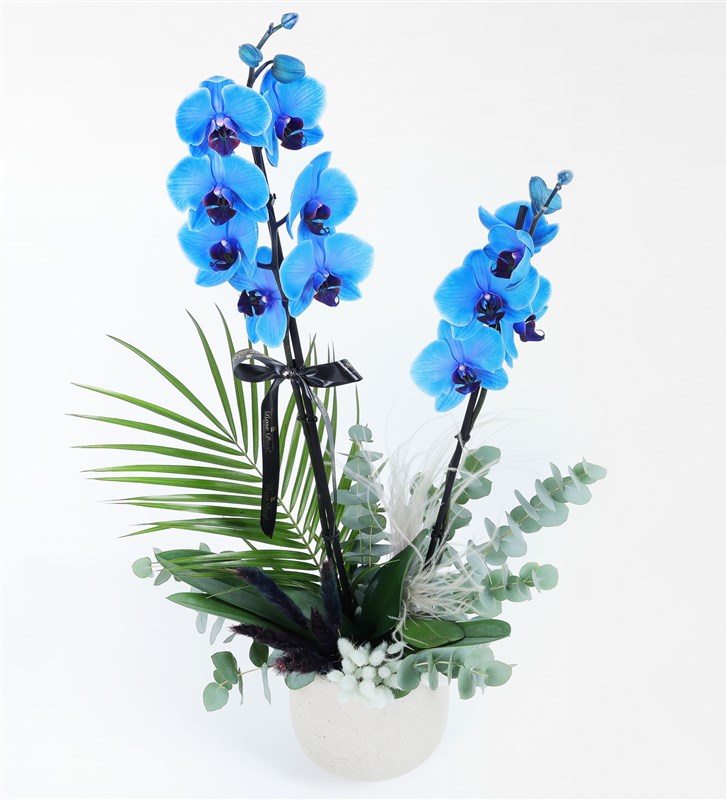 Magic Blue Orchid and Eucalyptus Arrangement in a Beige Concrete Pot