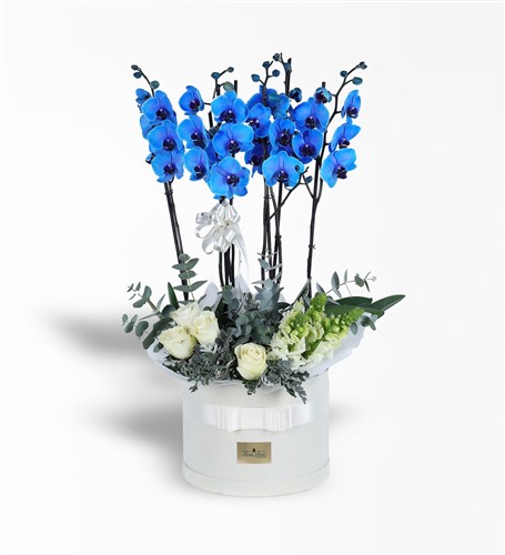 Blue Orchid, White Roses, and Snapdragon Arrangement in a White Box