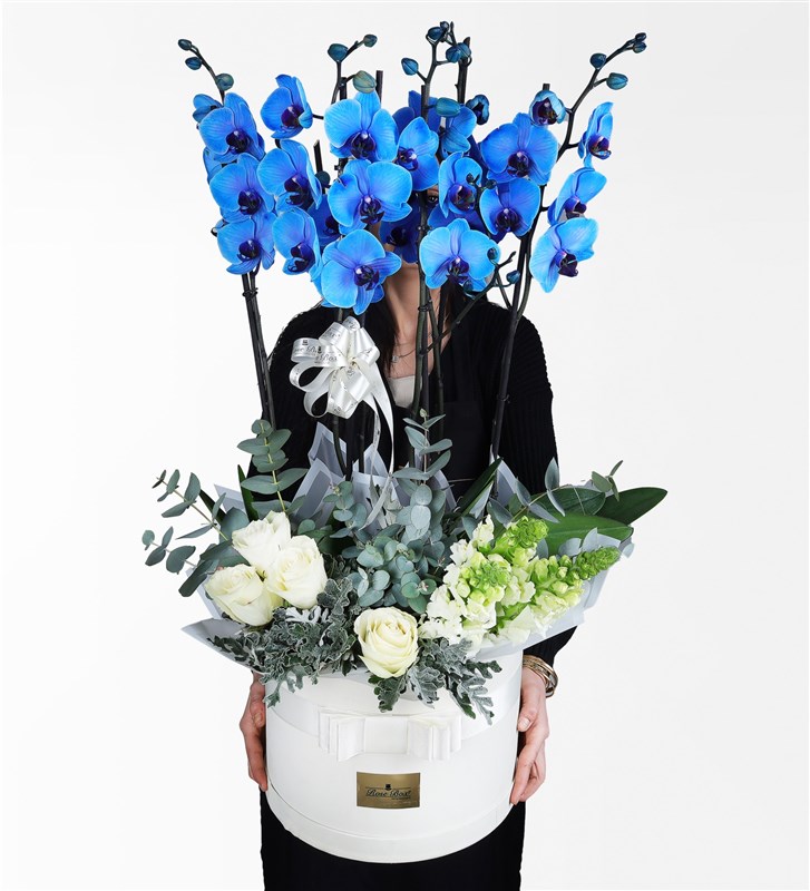 Blue Orchid, White Roses, and Snapdragon Arrangement in a White Box
