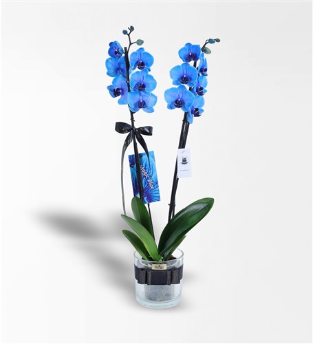 Two-Stem Magic Blue Orchid in a Glass Vase