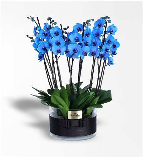 Searching for a 10-stemmed Magic Blue Orchid in a Glass Vase