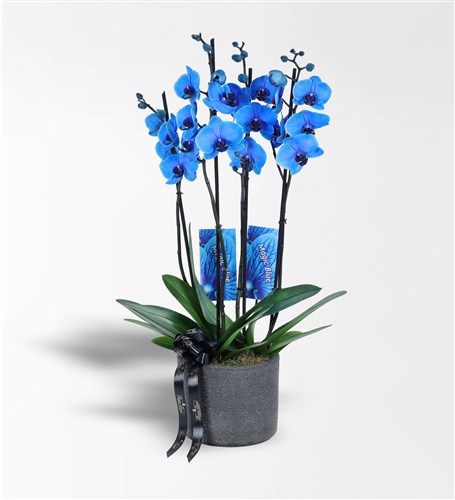 Four-Stem Magic Blue Orchid in a Black Concrete Pot