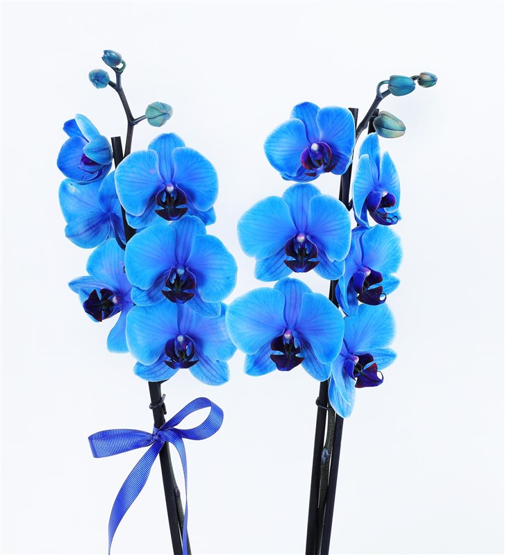 Two-Stem Magic Blue Orchid in a Black Velvet Box