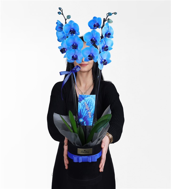 Two-Stem Magic Blue Orchid in a Black Velvet Box