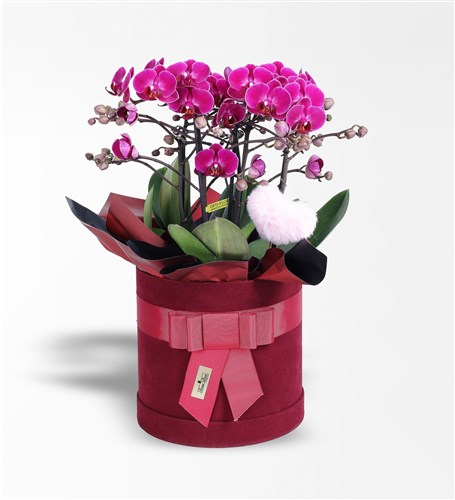 Purple Bougetto Orchid and Plush Pink Heart in a Burgundy Box