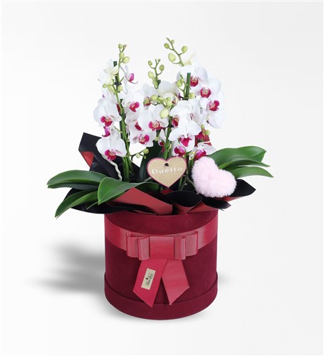 Redlips Duetto Orchid and Plush Pink Heart in a Burgundy Box