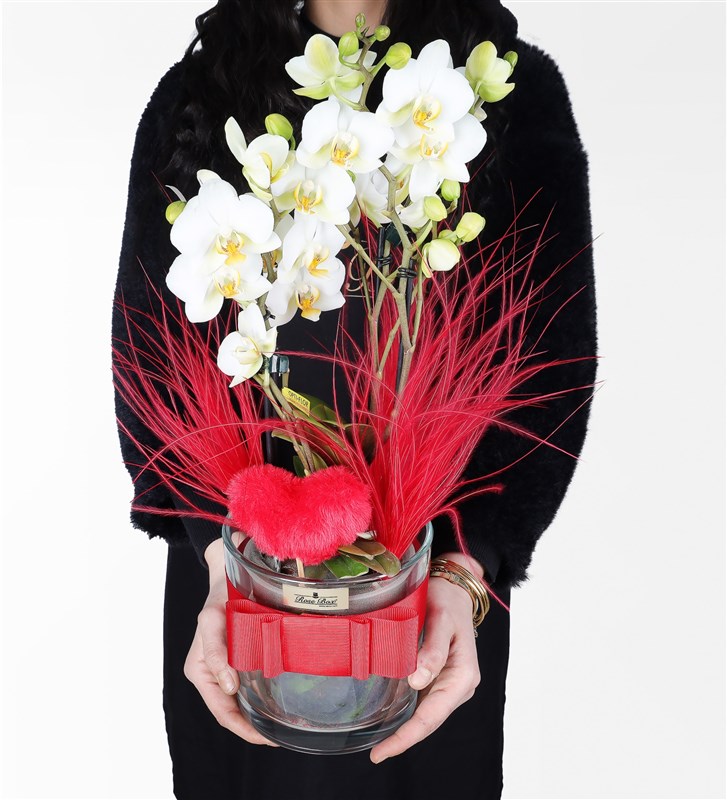 Bougetto White Orchid in Glass Vase Valentine's Day Flower