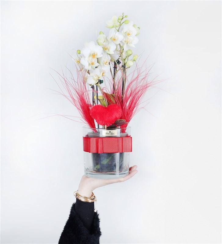 Bougetto White Orchid in Glass Vase Valentine's Day Flower