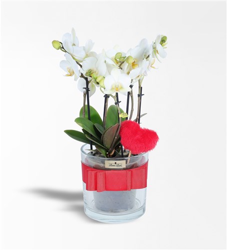 Bougetto Orchid and Plush Heart in a Glass Vase