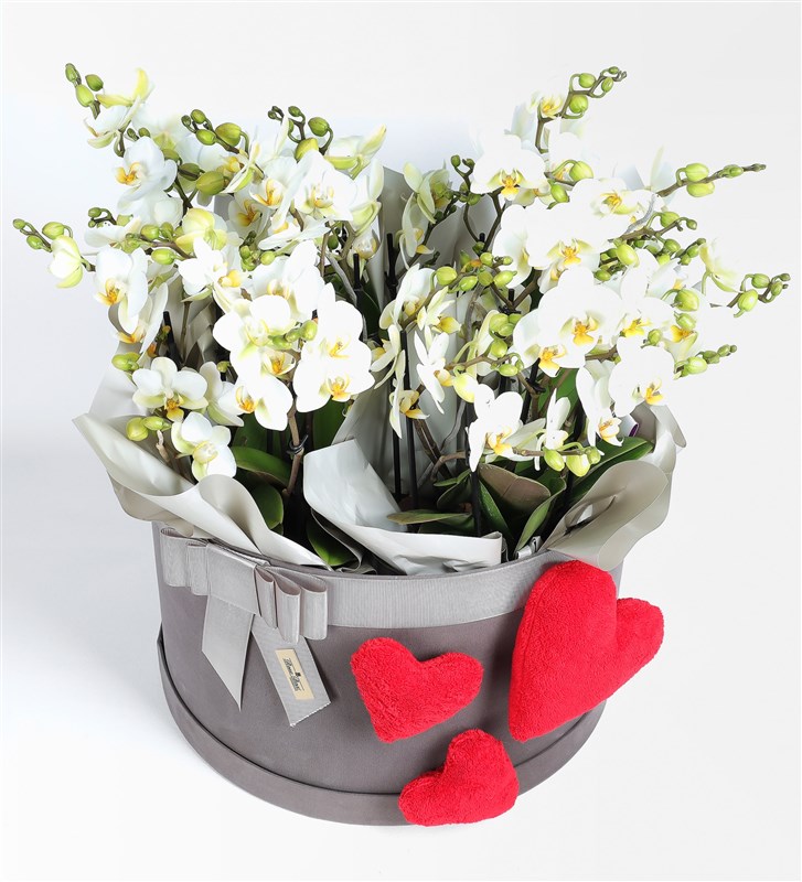 20-Stem White Bellisimo Orchid in a Giant Plush Heart Box