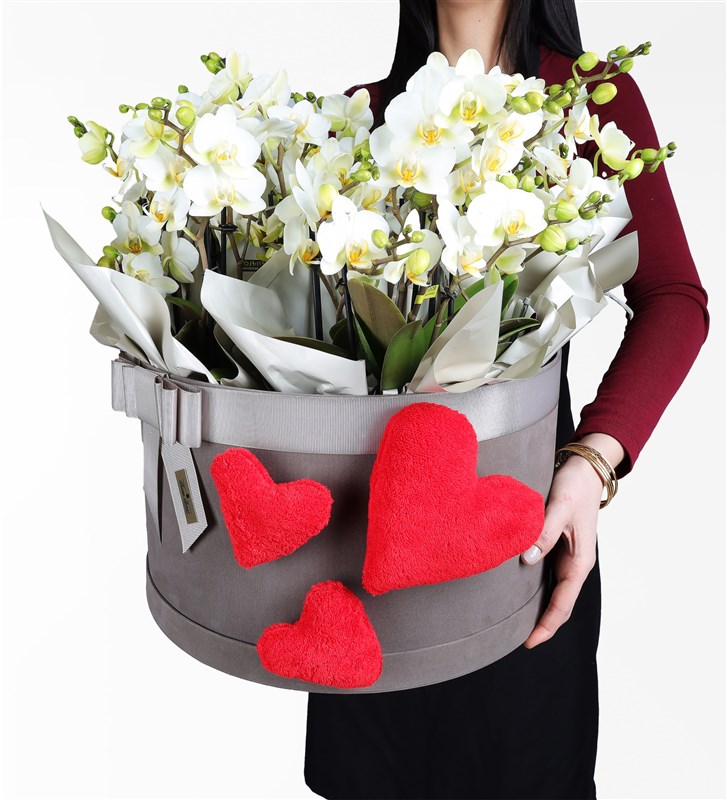 20-Stem White Bellisimo Orchid in a Giant Plush Heart Box
