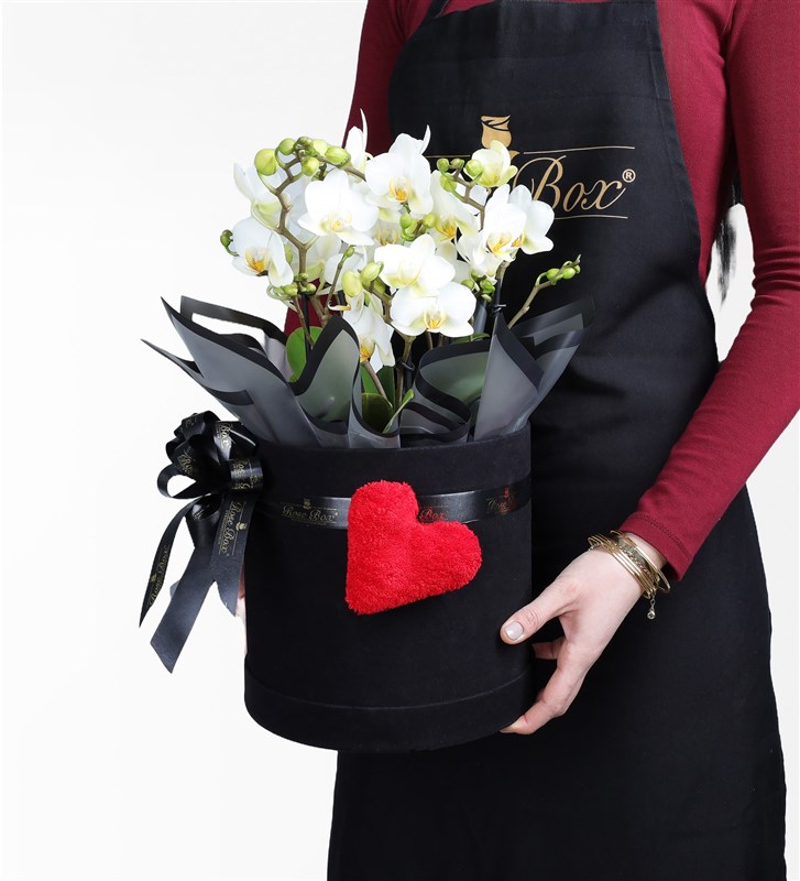 Large White Bellisimo Orchid in a Plush Heart-Shaped Black Box
