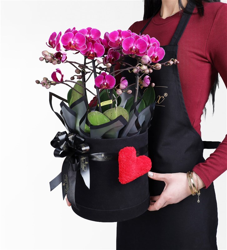 Large Purple Bellisimo Orchid in a Plush Heart-Shaped Black Box