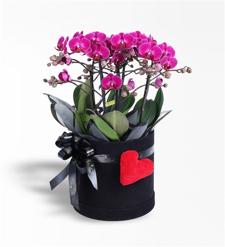 Large Purple Bellisimo Orchid in a Plush Heart-Shaped Black Box