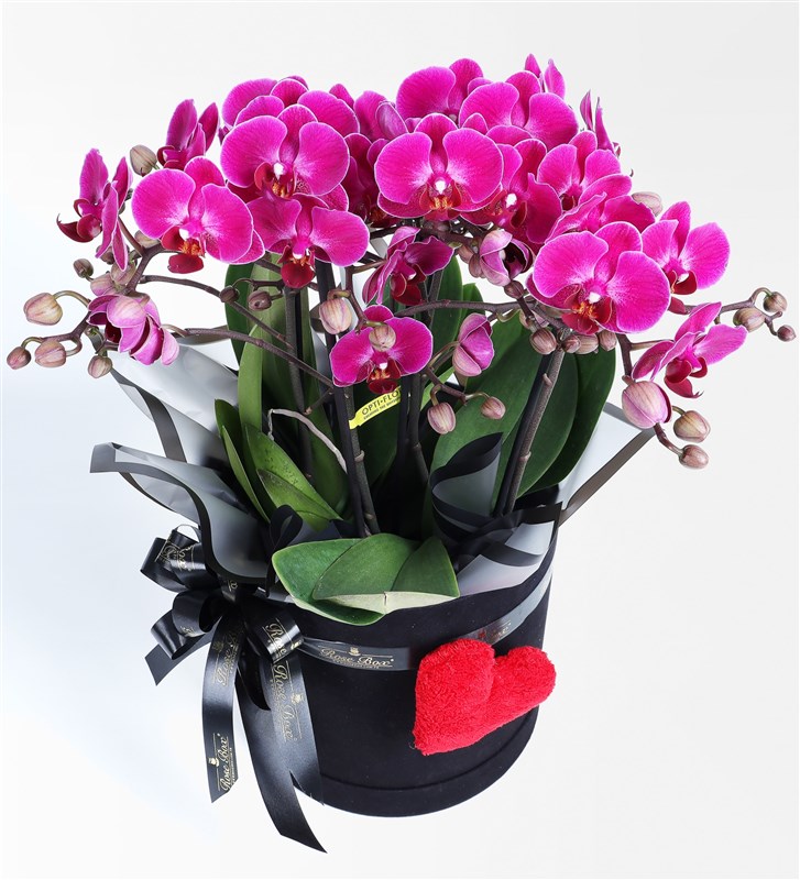 Large Purple Bellisimo Orchid in a Plush Heart-Shaped Black Box