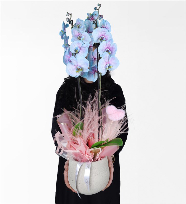 Pink and Blue Wonder Orchid Valentine's Day Orchid