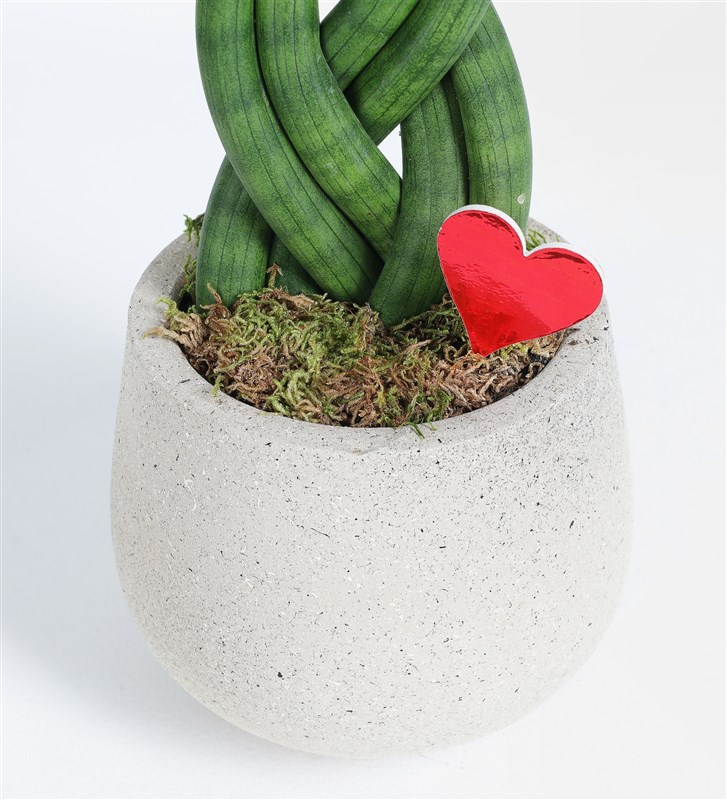 Knitted Plant in a Pot Sanseverya Valentine's Day Special Series