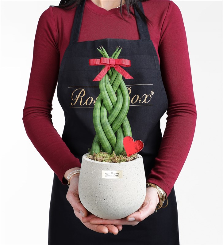 Knitted Plant in a Pot Sanseverya Valentine's Day Special Series