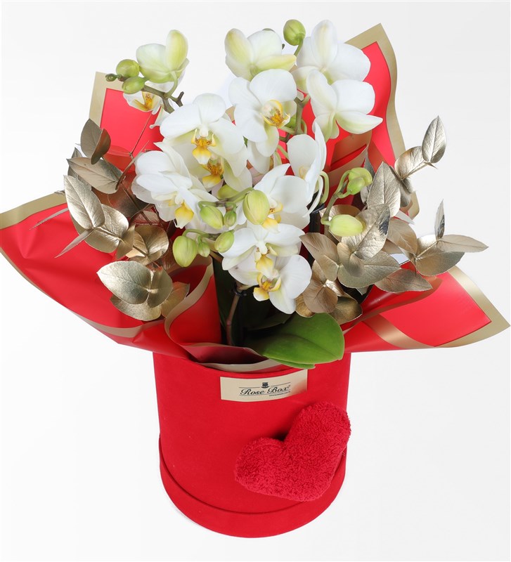White Bougetto Orchid in a Red Velvet Heart-Shaped Box