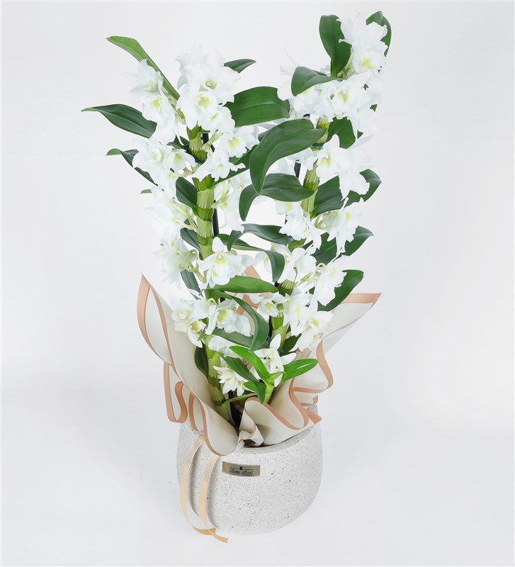 Two-Stemmed Bamboo Orchid in a Stone Pot - Dentrobium Orchid