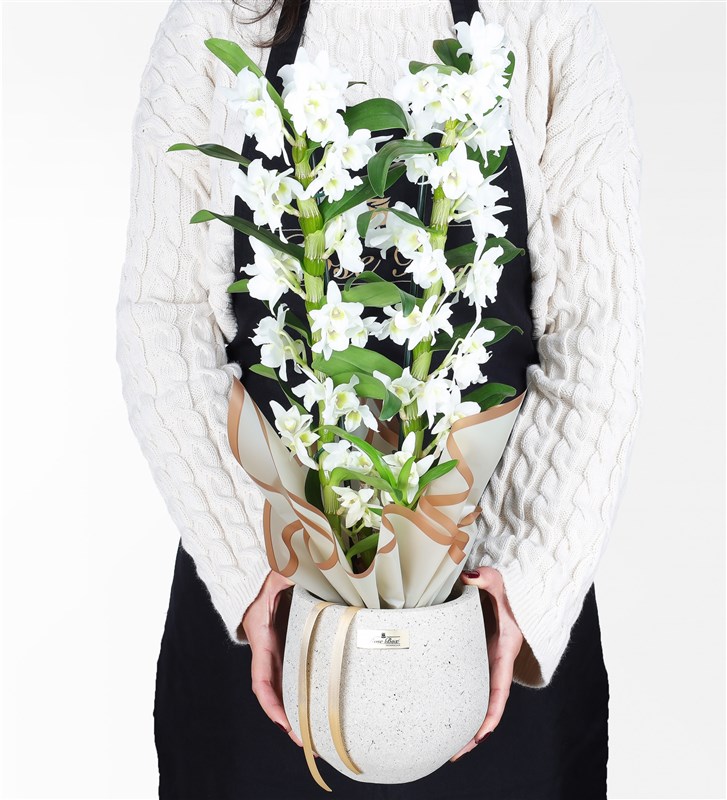 Two-Stemmed Bamboo Orchid in a Stone Pot - Dentrobium Orchid