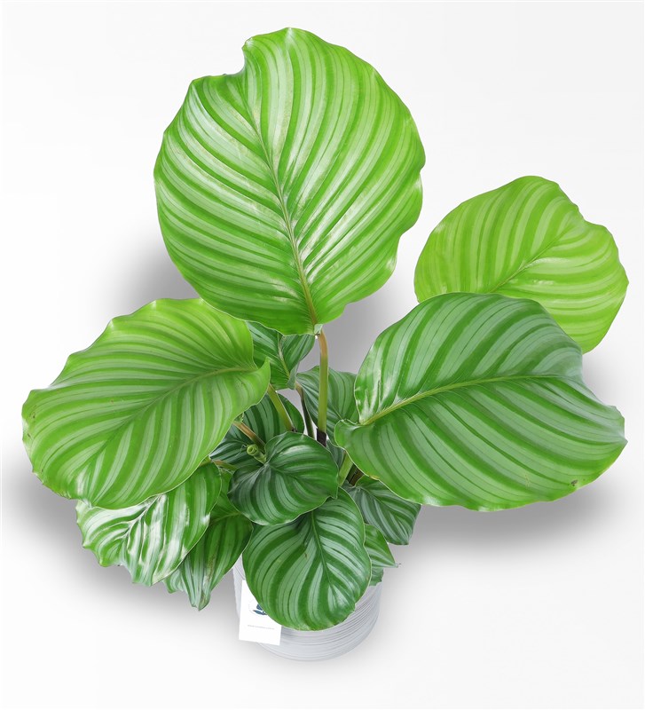 calathea varianten Calathea orbifolia - Calathea orbifolia main image 1