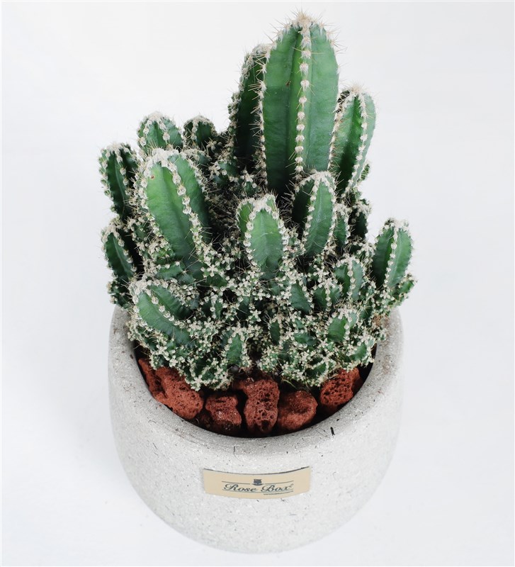 Arizona Cereus Cactus