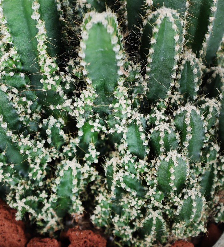 Arizona Cereus Cactus