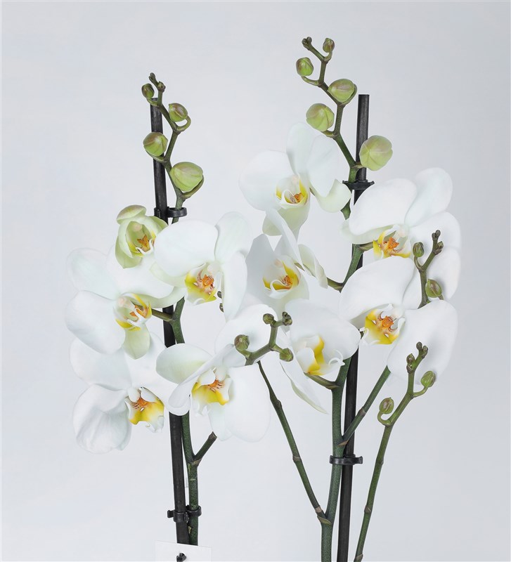 Double White Orchid in Sandy Concrete Pot