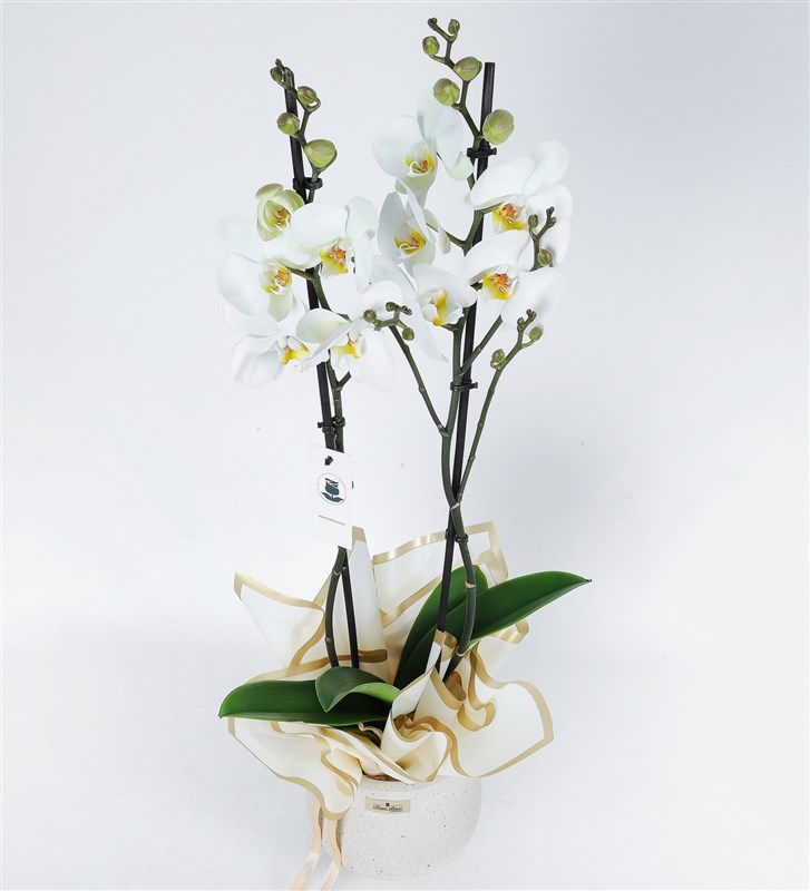 Double White Orchid in Sandy Concrete Pot