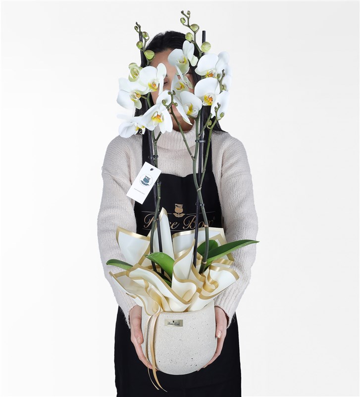 Double White Orchid in Sandy Concrete Pot