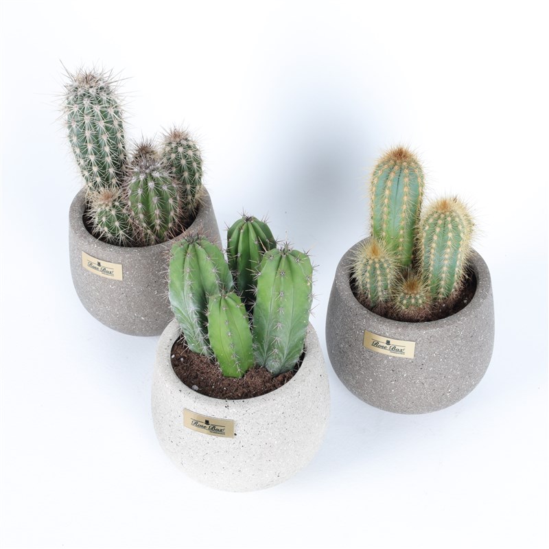 Cowboy Cactus 3-Piece Set