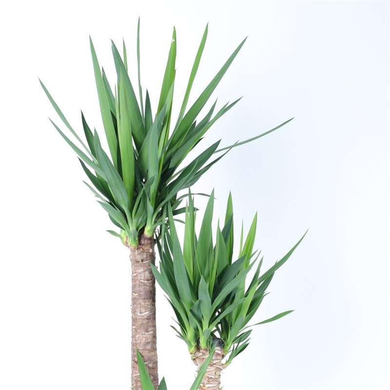 3 Yucca Plants