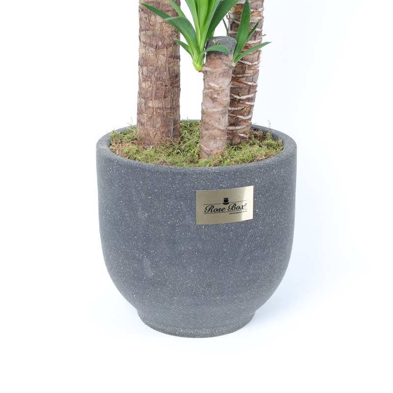 3 Yucca Plants