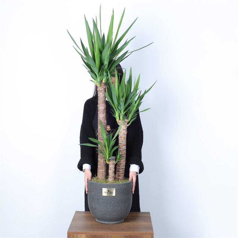 3 Yucca Plants
