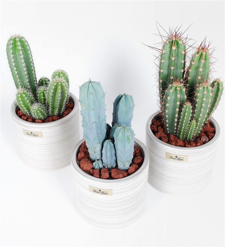 Nevada Cactus 3-Piece Set 1