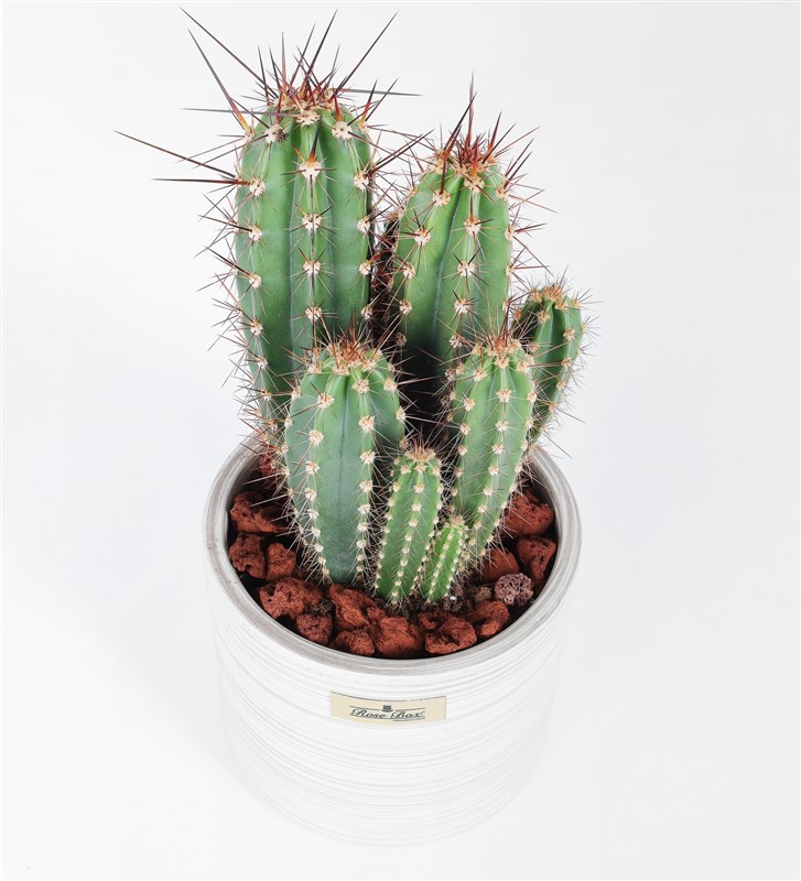 Nevada Magni Cactus
