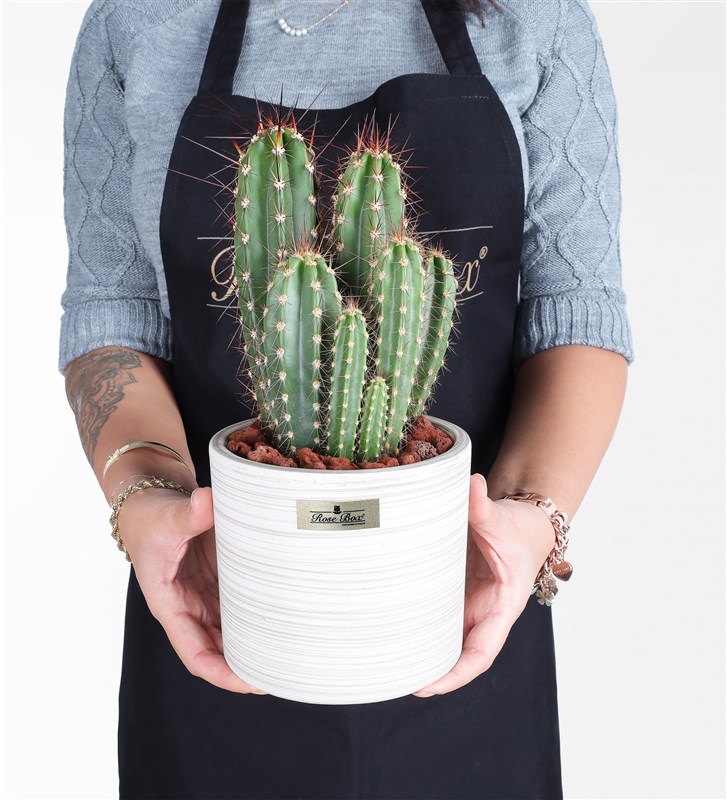 Nevada Magni Cactus