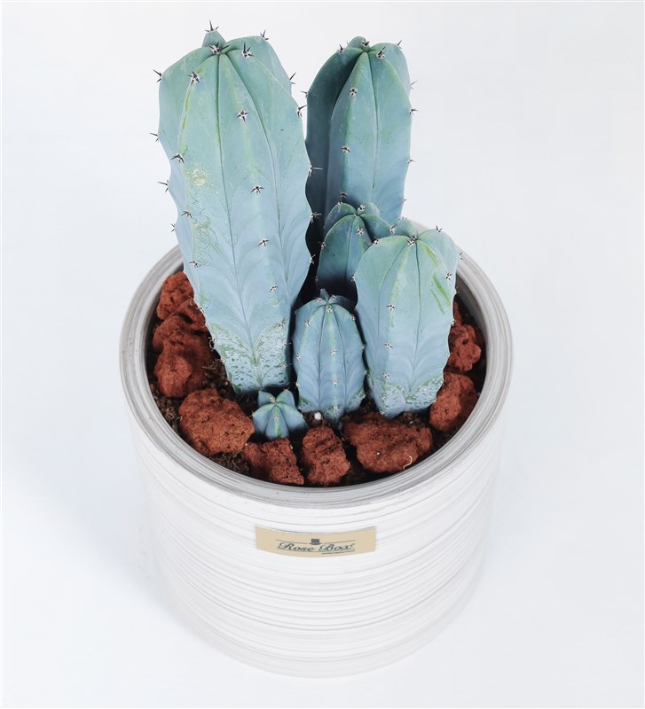 Nevada Blue Stem Cactus