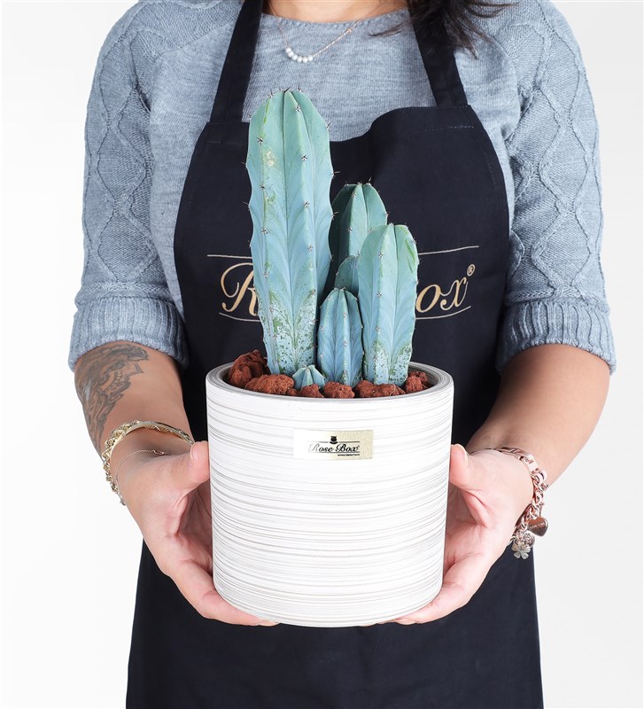 Nevada Blue Stem Cactus