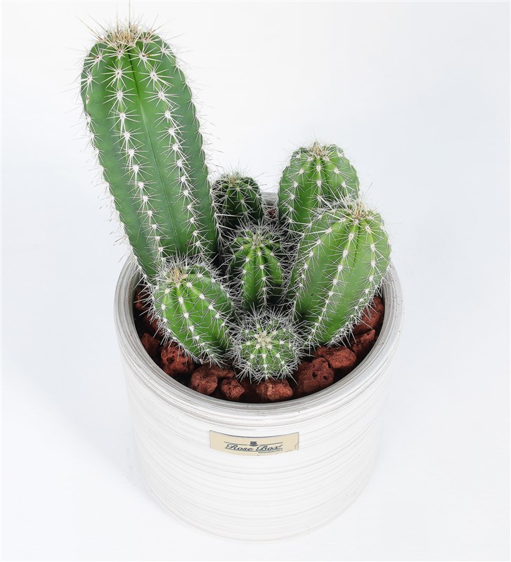 Nevada Pilos Cactus