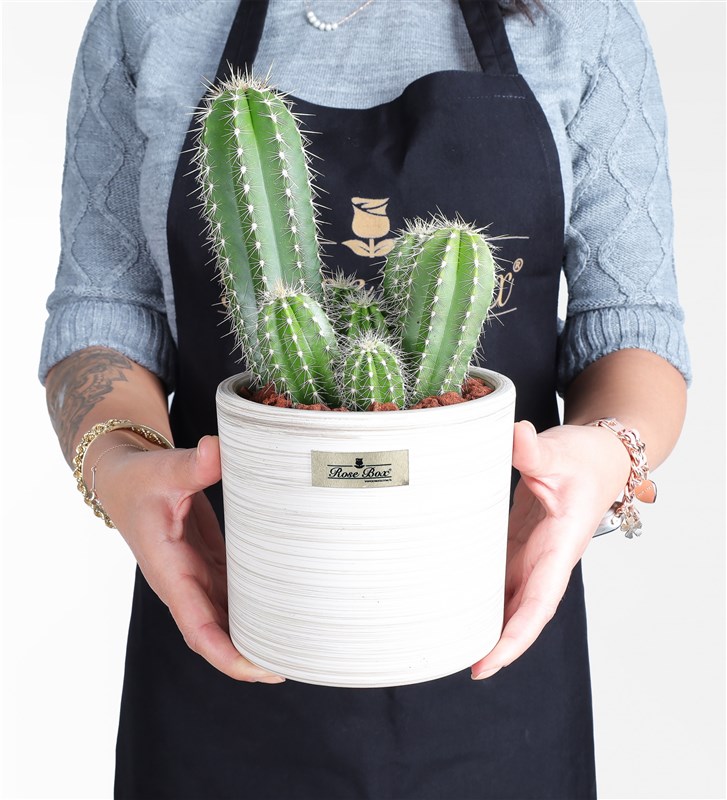 Nevada Pilos Cactus