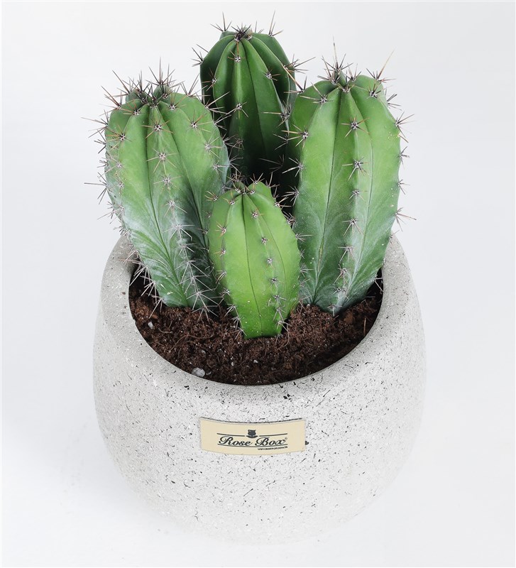 Polaskia Chichipe Cactus