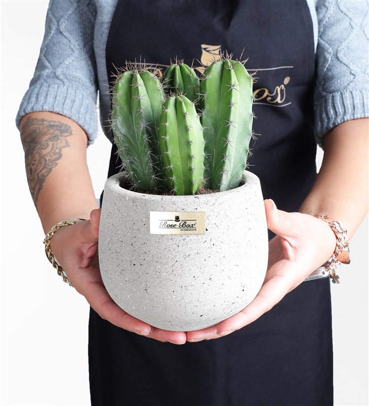 Polaskia Chichipe Cactus