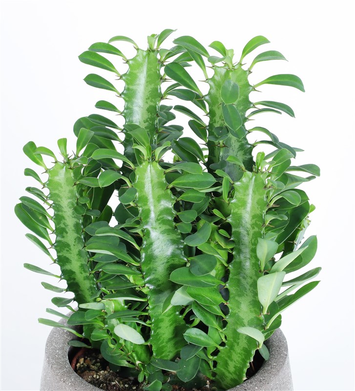Yeil St Aac Euphorbia Trigona Kakts