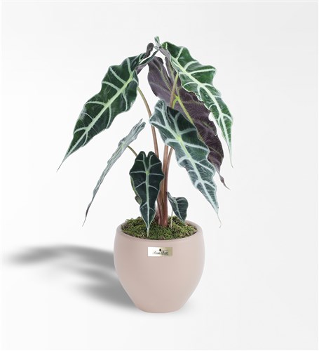 Alocasia Polly - Elephant Ear Plant