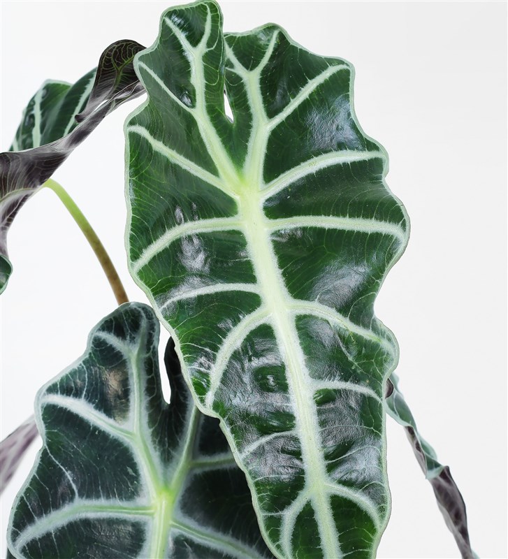 Alocasia Polly - Elephant Ear Plant