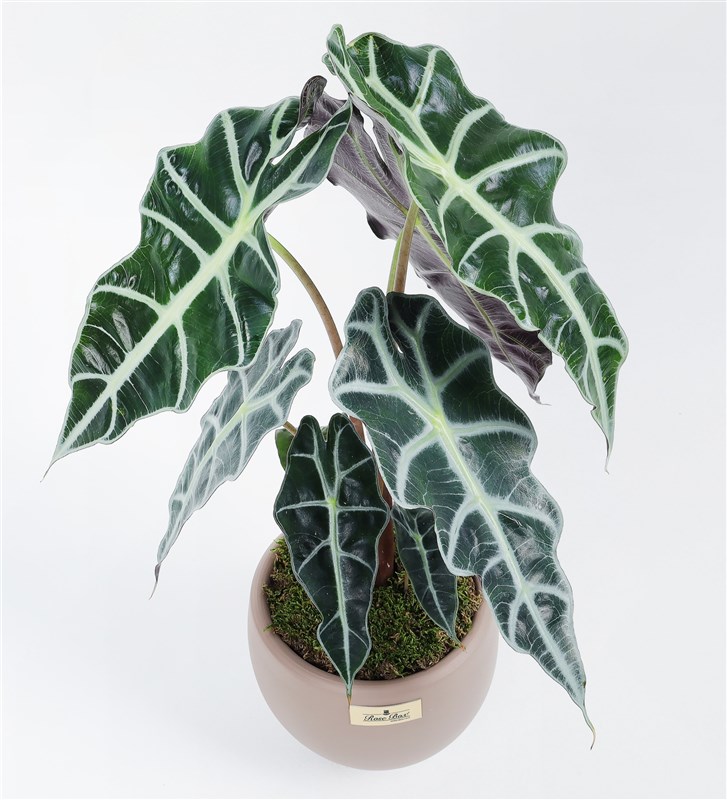 Alocasia Polly - Elephant Ear Plant
