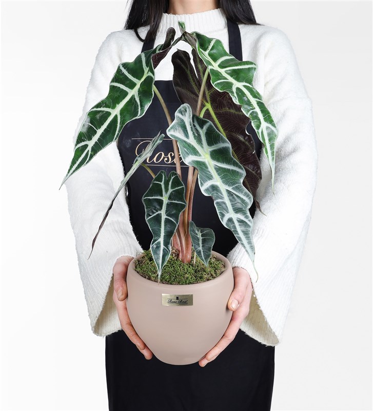 Alocasia Polly - Elephant Ear Plant