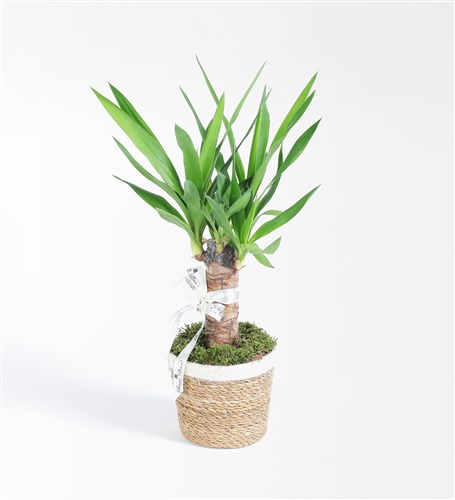 Single Yucca in a Wicker Basket